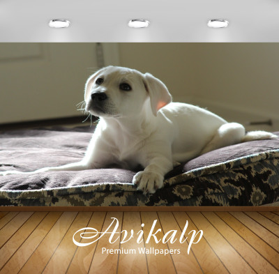 

Avikalp Animals Wallpaper(60.96 cm X 91.44 cm)