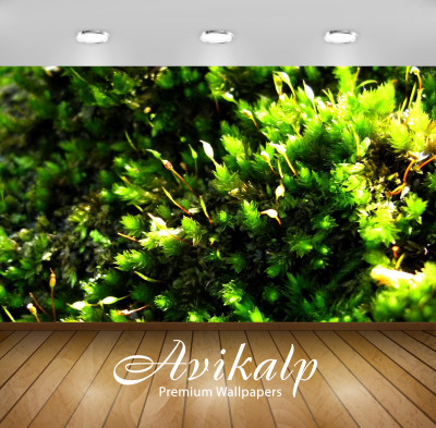 Avikalp Nature Wallpaper(60.96 cm X 91.44 cm)