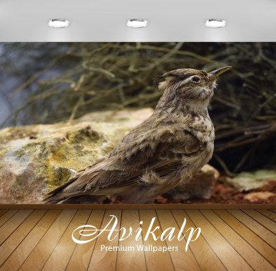 

Avikalp Nature Wallpaper(60.96 cm X 91.44 cm)