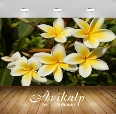 

Avikalp Nature Wallpaper(60.96 cm X 91.44 cm)
