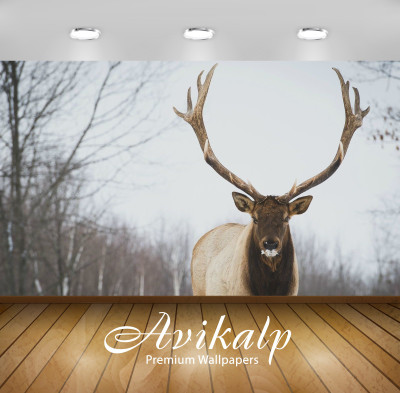 

Avikalp Nature Wallpaper(60.96 cm X 91.44 cm)