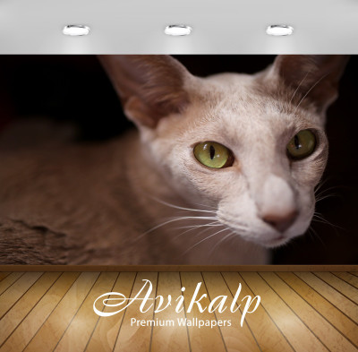 

Avikalp Nature Wallpaper(60.96 cm X 91.44 cm)