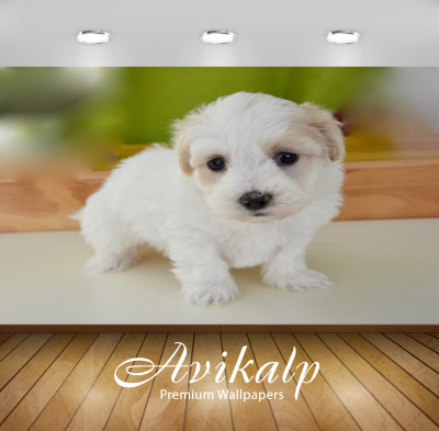 

Avikalp Nature Wallpaper(60.96 cm X 91.44 cm)