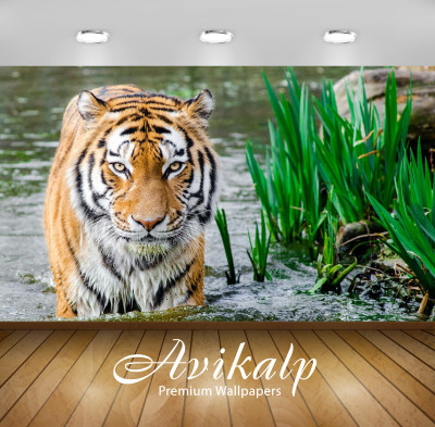 

Avikalp Nature Wallpaper(60.96 cm X 91.44 cm)