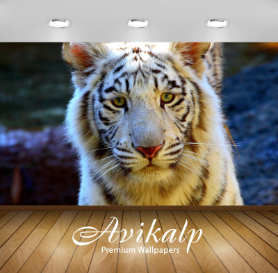 

Avikalp Nature Wallpaper(60.96 cm X 91.44 cm)