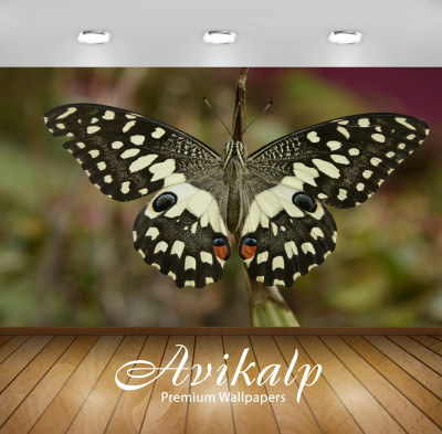 

Avikalp Nature Wallpaper(60.96 cm X 91.44 cm)