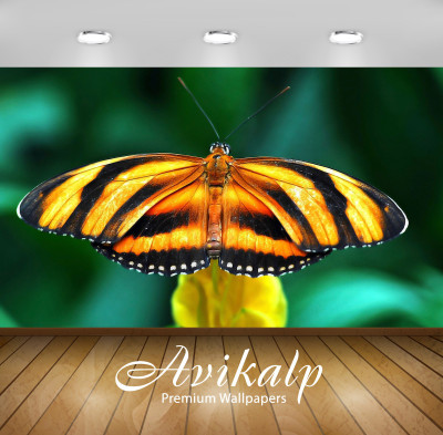 

Avikalp Nature Wallpaper(60.96 cm X 91.44 cm)