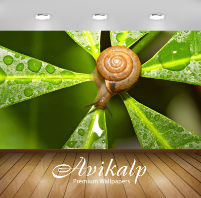 

Avikalp Nature Wallpaper(60.96 cm X 91.44 cm)