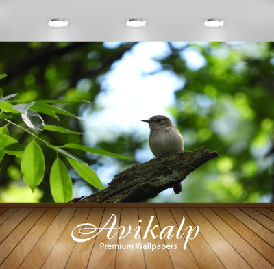 

Avikalp Nature Wallpaper(60.96 cm X 91.44 cm)