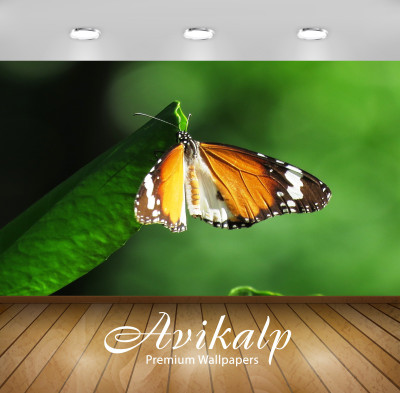 

Avikalp Nature Wallpaper(60.96 cm X 91.44 cm)