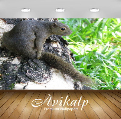 

Avikalp Nature Wallpaper(60.96 cm X 91.44 cm)
