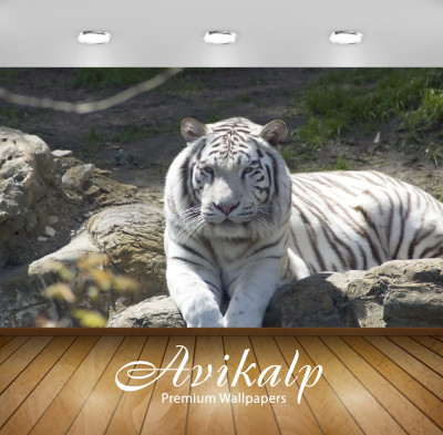 

Avikalp Nature Wallpaper(60.96 cm X 91.44 cm)