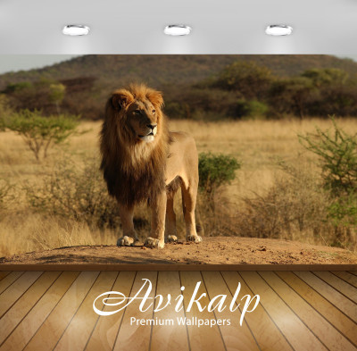 

Avikalp Nature Wallpaper(60.96 cm X 91.44 cm)