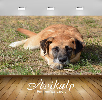 

Avikalp Animals Wallpaper(60.96 cm X 91.44 cm)