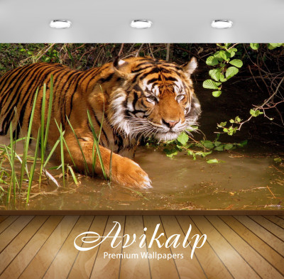 

Avikalp Nature Wallpaper(60.96 cm X 91.44 cm)