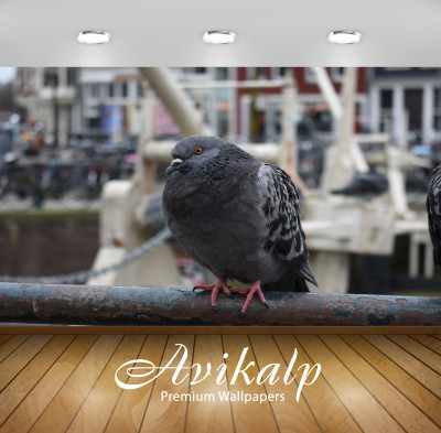 

Avikalp Nature Wallpaper(60.96 cm X 91.44 cm)