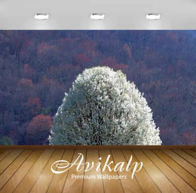

Avikalp Nature Wallpaper(60.96 cm X 91.44 cm)