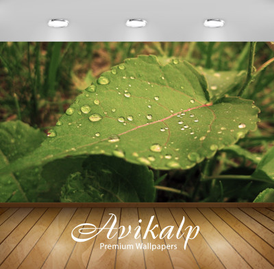 

Avikalp Nature Wallpaper(60.96 cm X 91.44 cm)
