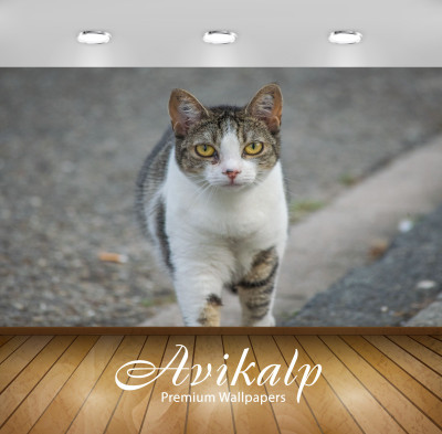 

Avikalp Animals Wallpaper(60.96 cm X 91.44 cm)