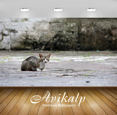 

Avikalp Nature Wallpaper(60.96 cm X 91.44 cm)