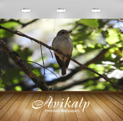 

Avikalp Nature Wallpaper(60.96 cm X 91.44 cm)