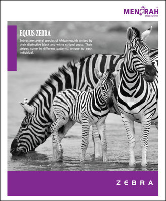 

Menorah Regular Notebook(Folio Softcover - Single Ruled -96Pages - Pack Of 5 (Animals ), Multicolor, Pack of 5)