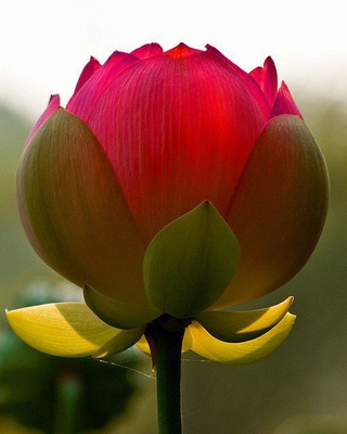 

Generic Rare Red Lotus Flower Seeds Nelumbo nucifera 10 seeds pack Seed(50 per packet)