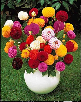 

VS GLOBAL DHALIA FLOWER Seed(30 per packet)