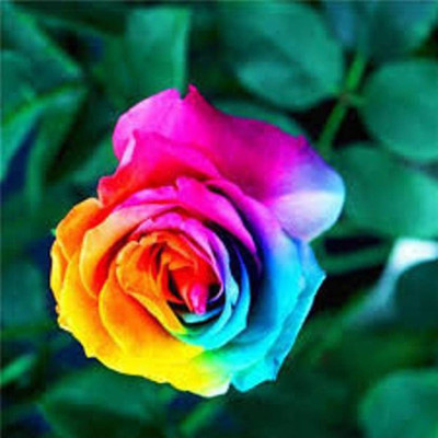 

VS GLOBAL ROSE Seed(20 per packet)