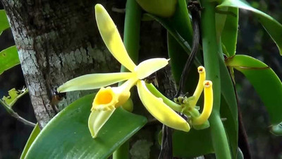 

M-Tech Gardens Vanilla Orchid Seed(1 per packet)