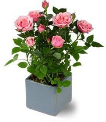 

VS GLOBAL IMPORTED PINK ROSE FLOWER Seed(20 per packet)