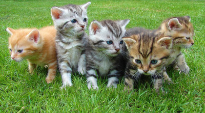 

poster of pet and animal Paper Print(12 inch X 18 inch, rolled)