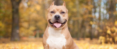 

Pitbull Wall Poster PWRGVALPHAPOS1850 Paper Print(18 inch X 12 inch, Rolled)