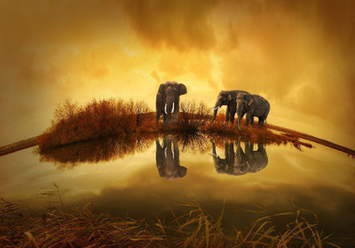

poster of pet and animal Paper Print(12 inch X 18 inch, rolled)