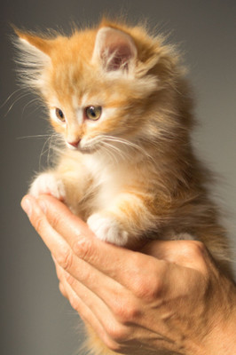 

poster of pet and animal Paper Print(12 inch X 18 inch, rolled)