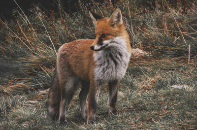 

poster of pet and animal Paper Print(12 inch X 18 inch, rolled)