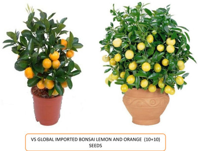 VS GLOBAL ORANGE,LEMON Seed(20 per packet)