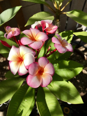 

Generic ANGUS CREAM PLUMERIA Large cream Plumeria flowers 5 Seed(5 per packet)