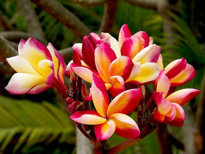 

Generic Rare Double Color Plumeria Flower seed Red and Yellow 5 Seed(5 per packet)