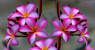 

Generic Rare Pink Queen Frangipani Plumeria Pink and Yellow 5 Seed(5 per packet)