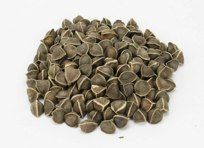 

SK ORGANIC WINGLESS MORINGA SEEDS PKM1 Seed(4000 per packet)