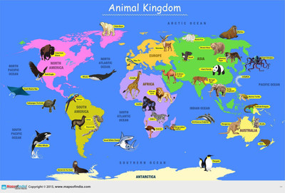 

Animal Kingdom Map (27.5 x 33) Vinyl Print [Wall Chart] - 2017 Edition Fine Art Print(27 inch X 33 inch, Tube)