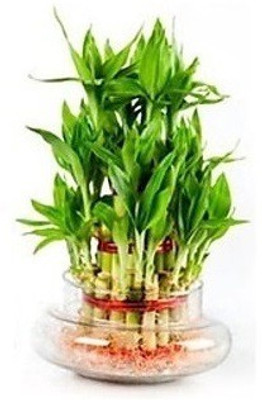 Green Plant indoor Gp10007 Plant Container Set(Ceramic)