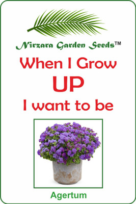 

Nirzara Garden Seeds Agertum Seed(30 per packet)