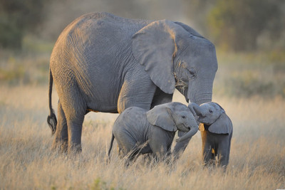 

AFRICAN ELEPHANT SCENIC PAPER PRINT POSTER Paper Print(12 inch X 18 inch)