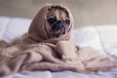 

ADORABLE PUG ANIMAL PAPER PRINT POSTER Paper Print(12 inch X 18 inch)