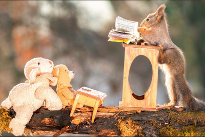 

FUNNY SQUIRREL CARTTON PAPER PRINT POSTER Paper Print(12 inch X 18 inch)
