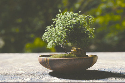 

BONSAI 3D MODEL ARCHITECTURE PAPER PRINT POSTER Paper Print(12 inch X 18 inch)