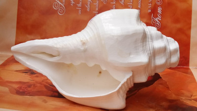 

Craft Mart Porcelain Shankh Decorative Showpiece - 17 cm(Porcelain, White)