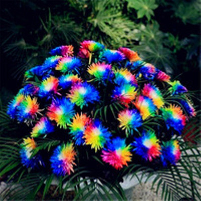 

VS GLOBAL CHRYSANTHEMUM MULTI COLOUR FLOWER(30 PER POCKET) Seed(30 per packet)